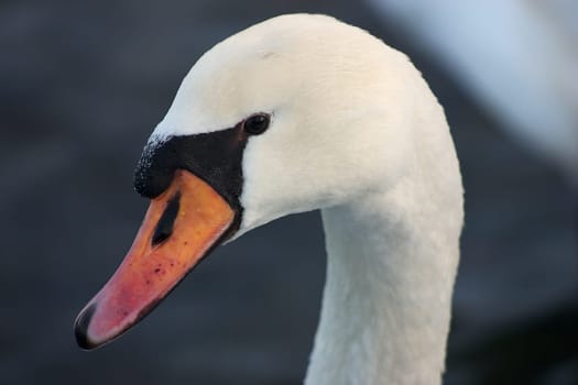 Goosehead 11