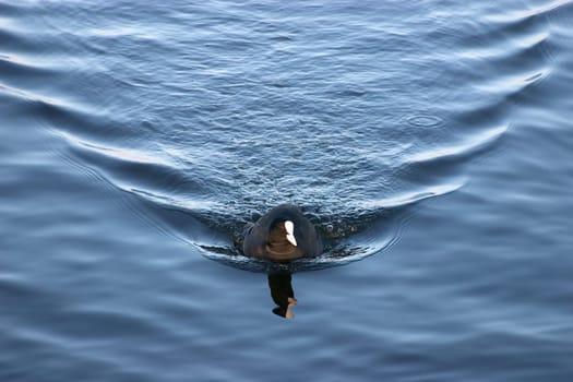 Coot 02