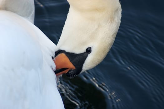 Swan 31