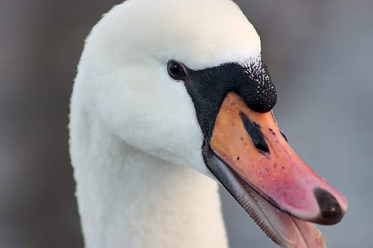 Goosehead 13