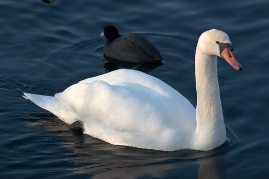 Swan 30