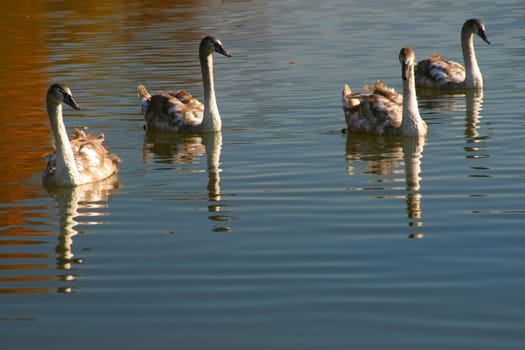 young swans