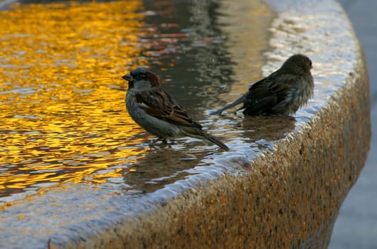 sparrows