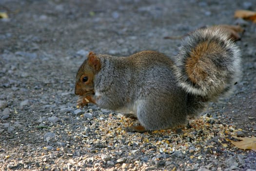 Squirrel