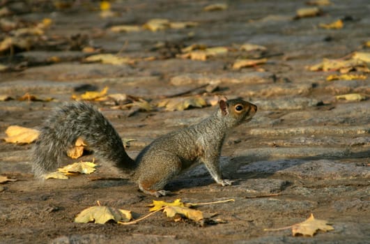 Squirrel 2
