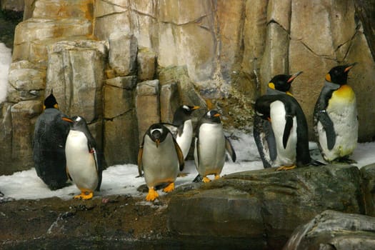 Royal penguins