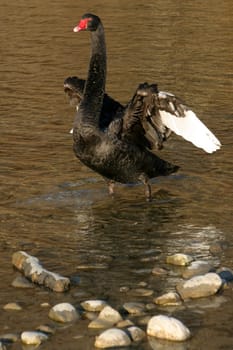 Black swan