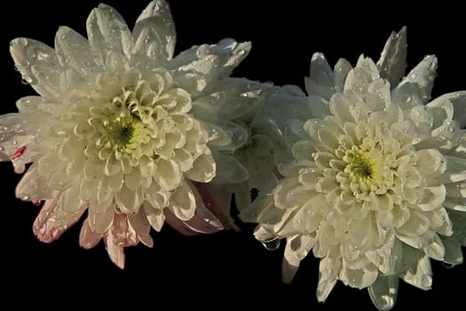 ... again I hope that they are indeed dahlias!
