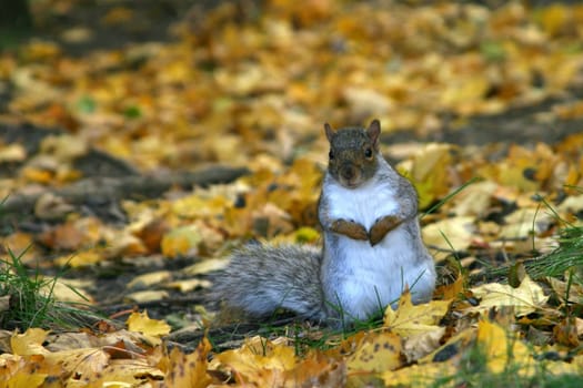 Ground Squirrel