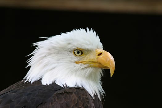 Bald eagle
