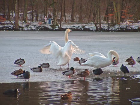 Seegaten in Amorbach