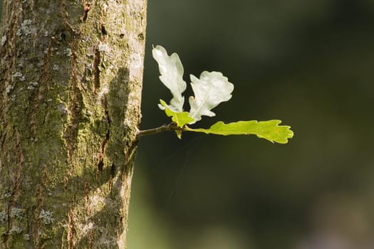 New life