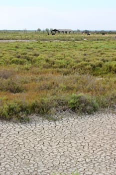 Camargue 01