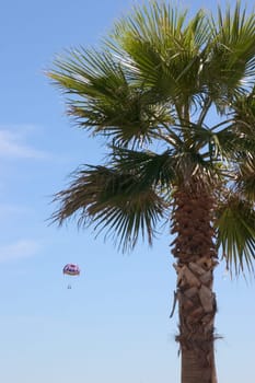 Palm umbrella