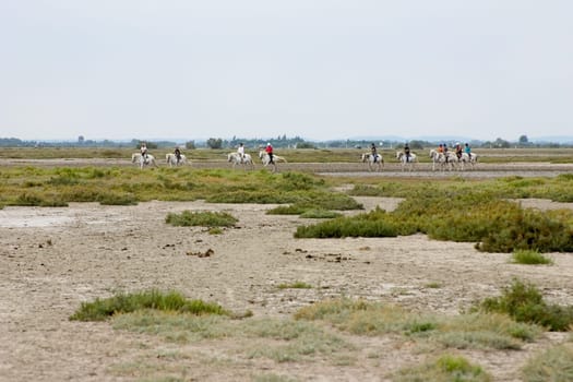 Camargue 03