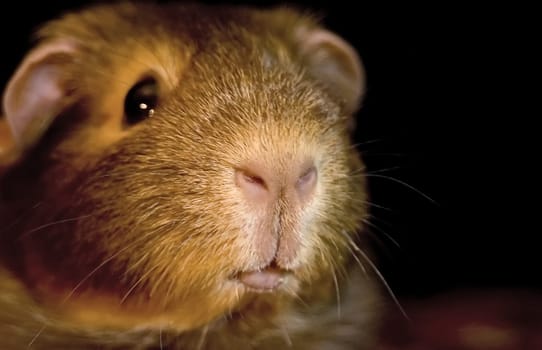 Our Meeridame Nuts
