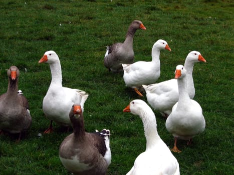 Geese in single file on the island of Årø/ Denmark _/)_/)_/) Cam: Canon Power Shot S2 _/)_/)_/)