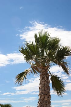 Palm frond