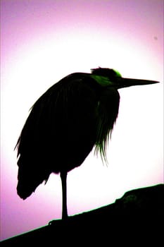 Heron
