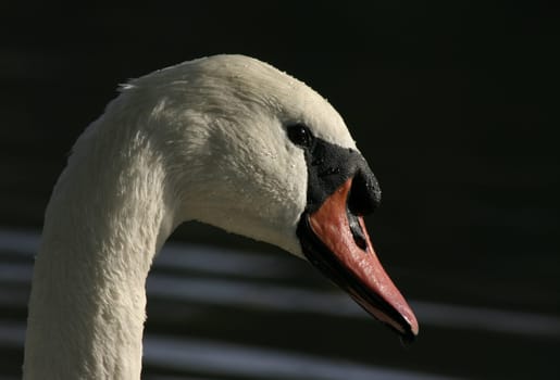Swan in the last sunlight