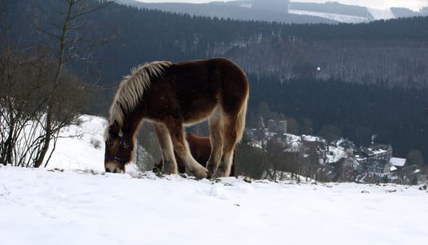 Winter horse