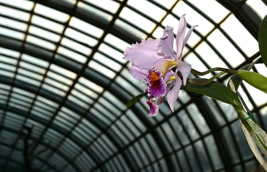 For a change,a new photo - taken a few days ago in a green house in Frankfurt.