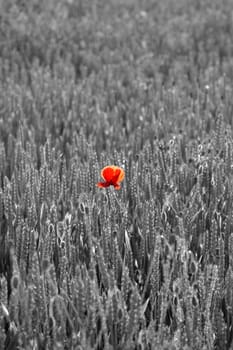 Poppy field color