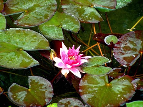 Water lily