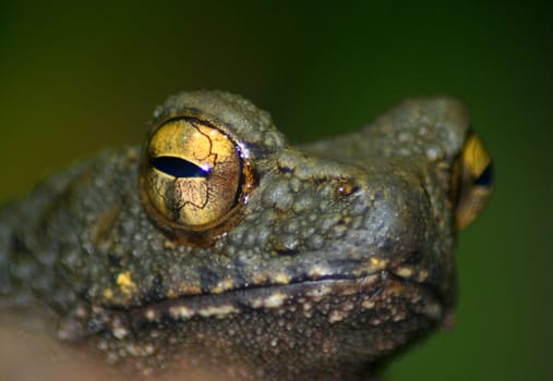 Frog's eye