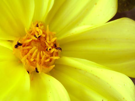 yellow flower with monsters