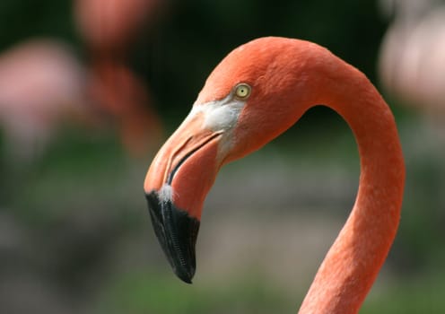 Flamingo portrait