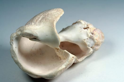 Snail shell sculpture