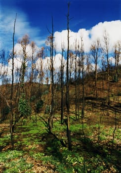 After the forest fire