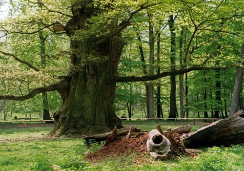 1000-year-old oak