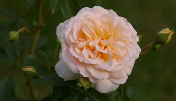 rose without hip without rosehip