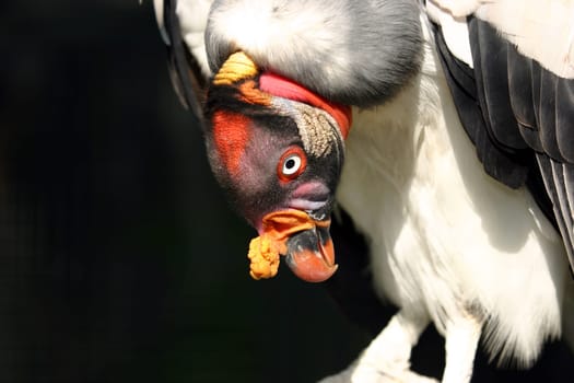 Vulture