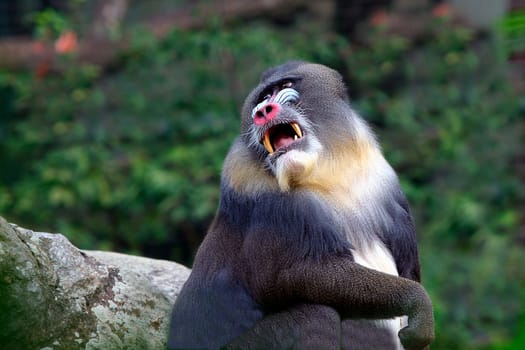 Mandrill