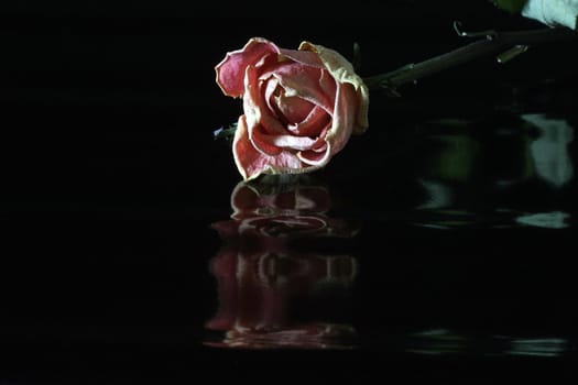 Dried-up rose with reflection