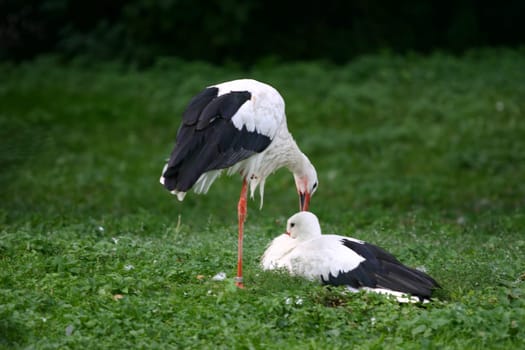 White stork