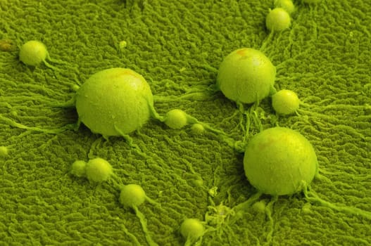 Digester gas bubbles on mossy water surface