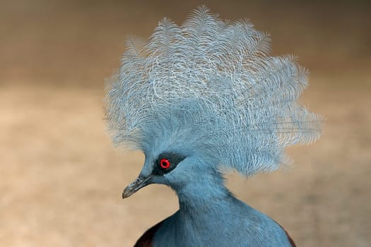 bird or bird flying or bird flock or eagle or stock or bird raptor
