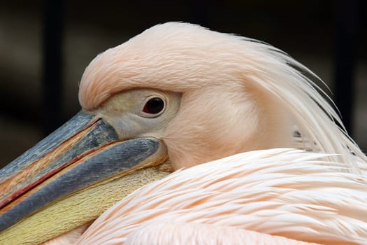 Pelican