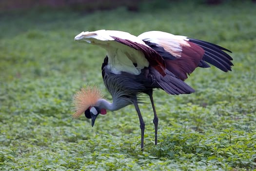 Crowned crane