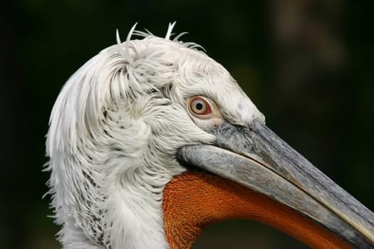 Pelican