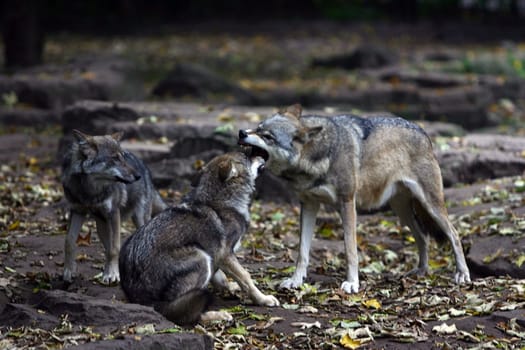 Wolf