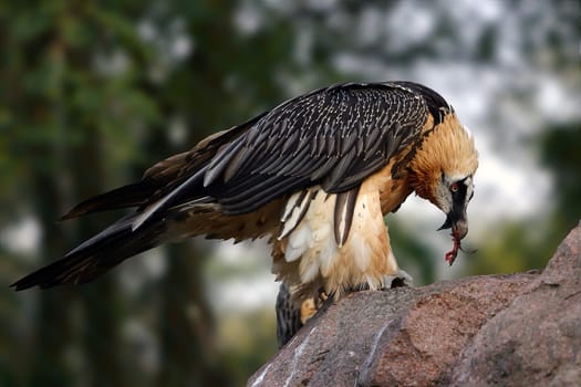 Bearded vulture