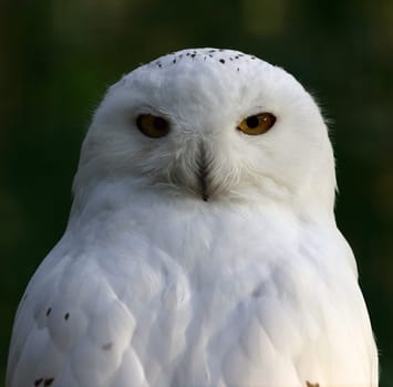 Snow owl