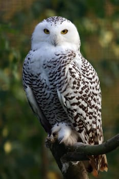 Snow owl