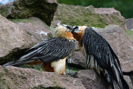 BEARDED VULTURE