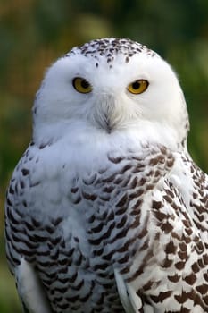 Snow owl
